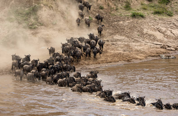 istock The Great Migration Wildebeest in Africa 1358497171
