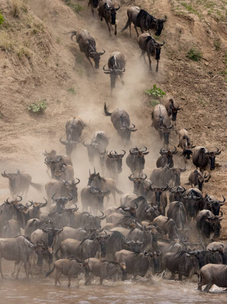 istock The Great Migration Wildebeest in Africa 1358497177
