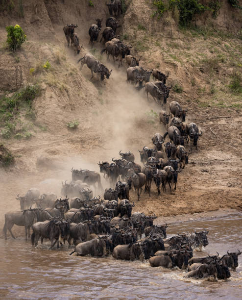 istock The Great Migration Wildebeest in Africa 1358497187
