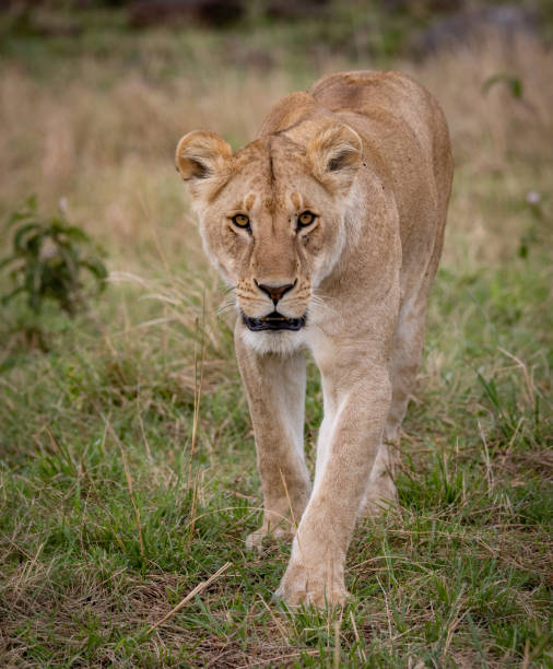 istock A Lioness in the Maasai Mara 1358497196