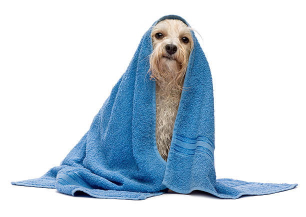 istock Wet cream havanese dog after bath 135849720