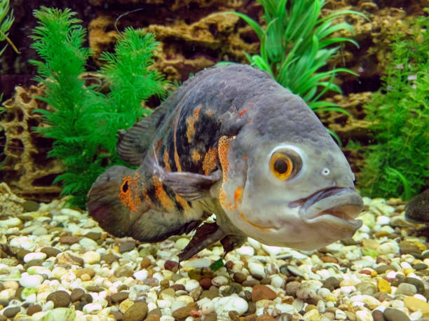 istock Tropical fish in a large aquarium. Natural aquarium representing tropical biotope. 1358499221