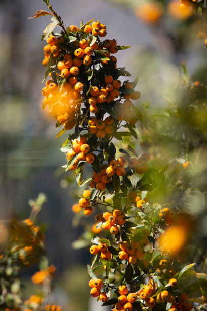 istock Medlar tree with fruits. Yellow fruit in Peruvian Andes. 1358500182
