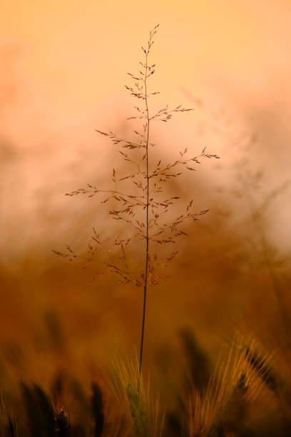 istock straw and sunset in the field 1358500813