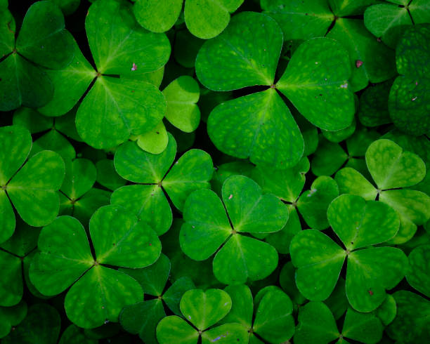 istock close-up of green three-leaf clover 1358500844
