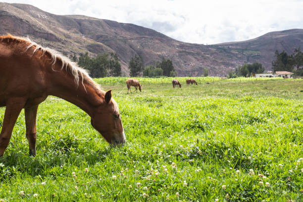 istock Horse in countryside in Peruvian Andes. 1358500959