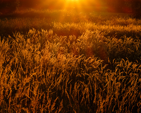 Beautiful sunset in the forest. Tree leaves in silhouette.