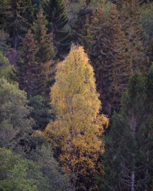 istock colorful forest trees in autumn 1358501655