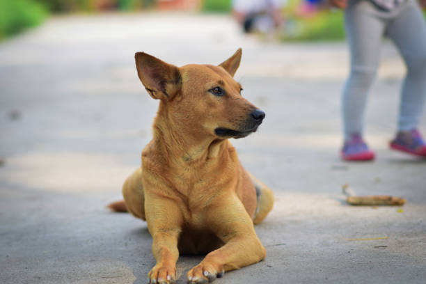istock The dog sat expectantly waiting for something. 1358502454