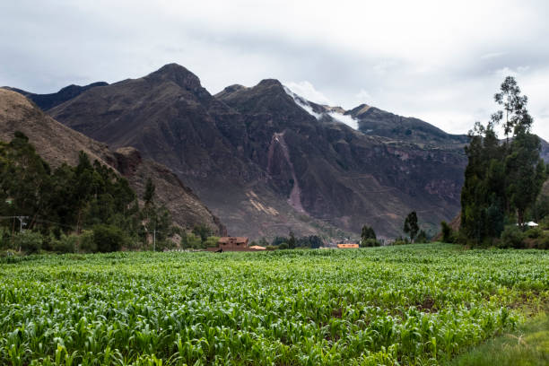 Field of corn in Sacred Valley, Cusco. Peruvian traditional agriculture crop.