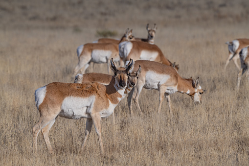 Antelope (Pronghorn) looking at camera near Fort Union, New Mexico. Nearby cities are Las Vegas and Santa Fe, New Mexico in Southwest USA. Herd of about a 1000 have good grass in this area.