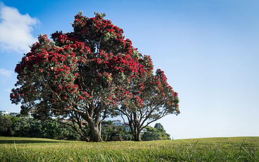 Pohutukawa trees are in full bloom at Milford Beach, Auckland. New Zealand Christmas Tree.