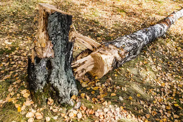 Broken Tree in the Autumn Forest