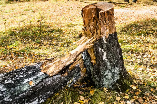 Broken Tree in the Autumn Forest