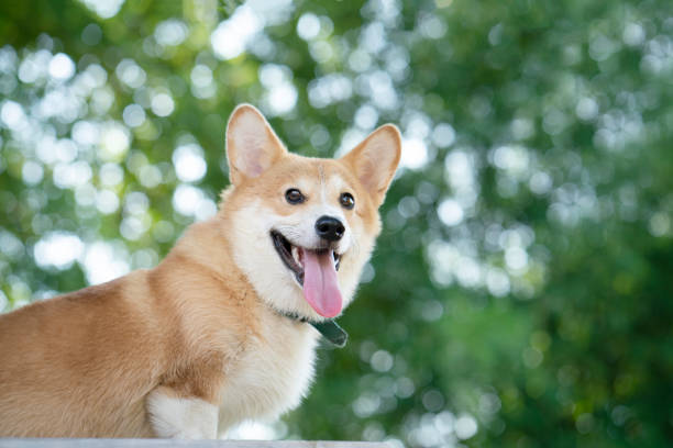 istock Corgi dog with the bokeh tree background in summer sunny day 1358517108