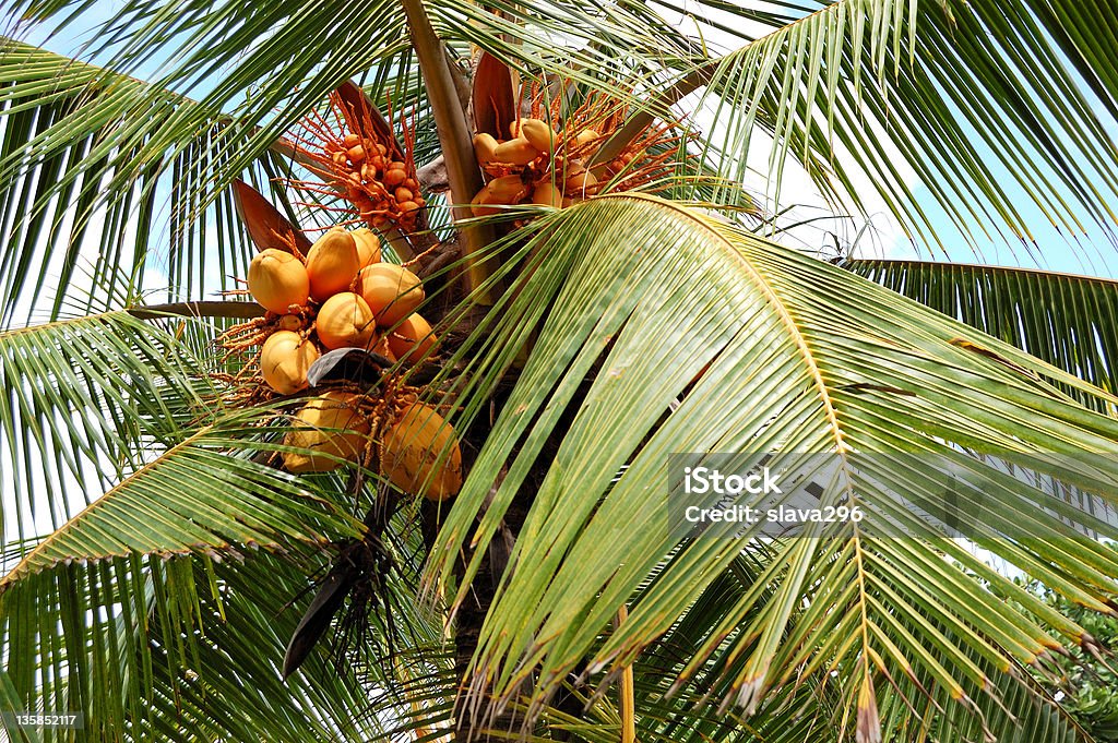 Harvest of the coconut palm with yellow fruits Harvest of the coconut palm with yellow fruits, Bentota, Sri Lanka Asia Stock Photo