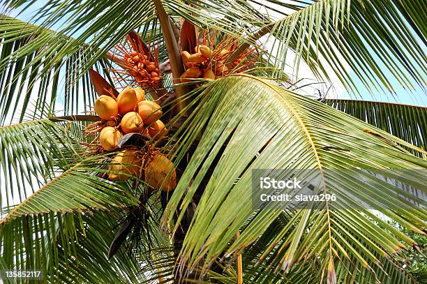 Harvest Of The Coconut Palm With Yellow Fruits Stock Photo - Download Image Now - Asia, Beauty In Nature, Bentota
