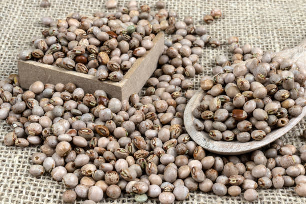 istock pigeon pea or tuvar beans or guandu bean (Cajanus cajan) 1358521245