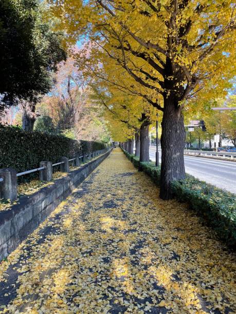 istock Road covered with fallen leaves in autumn in Tokyo 1358521288