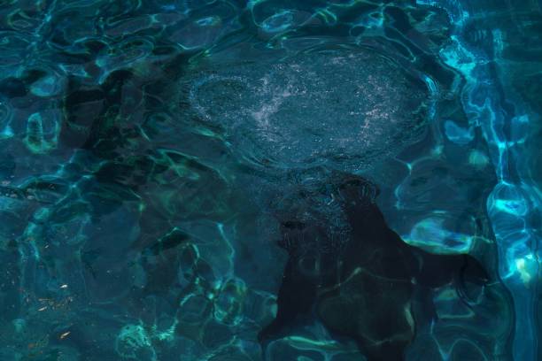 istock Abstract Image of a Fur Sea blowing Bubbles under Water 1358522414