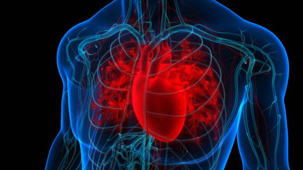 istock Human Circulatory System Heart Anatomy 1358526571