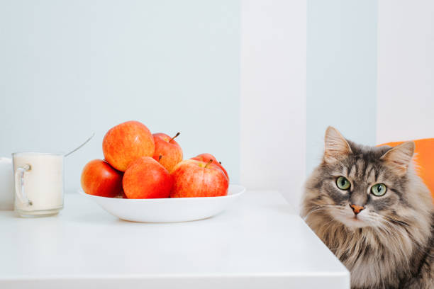 istock Gray fluffy cat sitting at table in kitchen and looking at camera with green eyes. Curious funny hungry pet and apples. Animal theme 1358527899