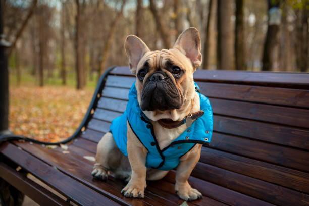 istock French Bulldog sits on a bench in the park. 1358528140