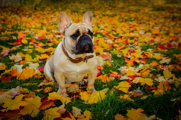istock French Bulldog and fallen leaves. 1358528141