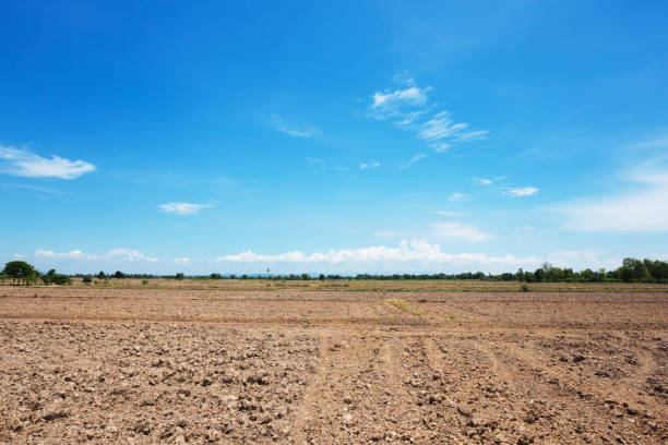 istock Landscape with harvested field in Sukothai 1358530651
