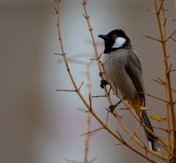 istock White-eared Bulbul bird perched on a tree branch in the home garden (Pycnonotus leucotis ) 1358532235