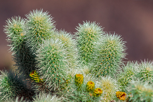 Joshua Tree National Park, Mojave Desert, California