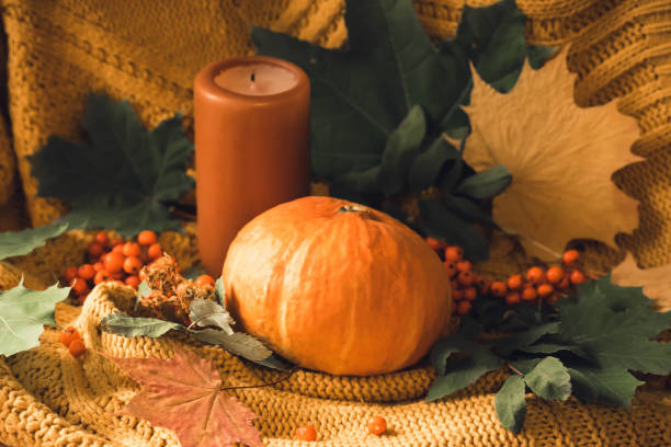 istock orange pumpkins with autumn leaves and a knitted blanket 1358533211