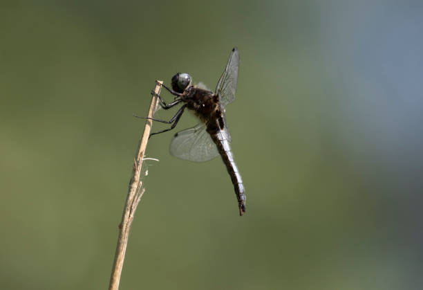 istock Black-tailed Skimmer Dragonfly  Orthetrum cancellatum 1358534072