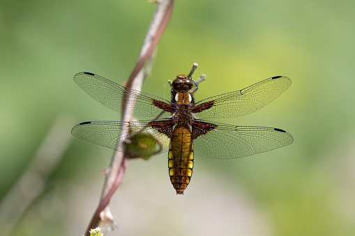 An image of a female Broad-bodied Chaser with open wings