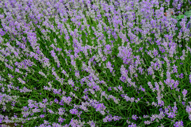 選択的な焦点、美しい屋外の花の背景で撮影された晴れた夏の日に庭に多くの小さな青いラベンダーの花"n - lavender dried plant lavender coloured bunch ストックフォトと画像