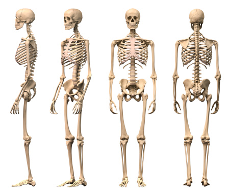 Esqueleto humano masculino, dos vistas frente de la espalda, lado y perspectiva. photo