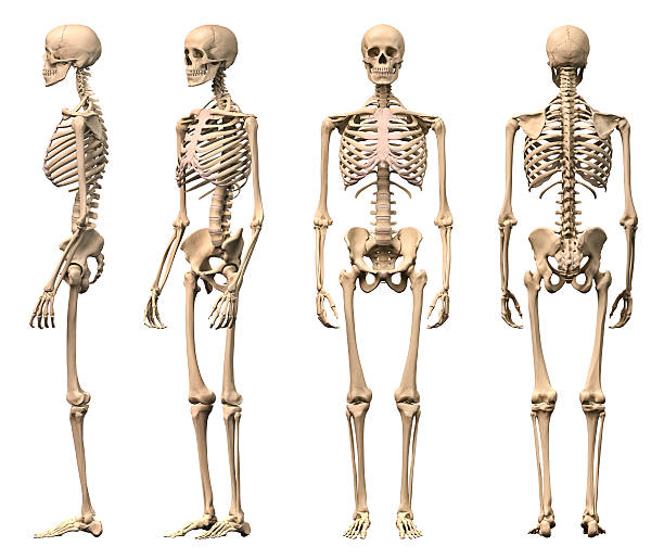 maschio scheletro umano, quattro visualizzazioni, frontale, posteriore, laterale e prospettiva. - scheletro umano foto e immagini stock
