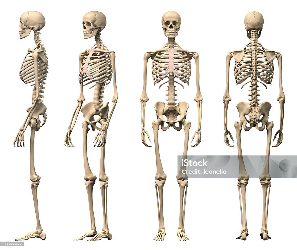 Male Human skeleton, four views, front, back,side and perspective. Male Human skeleton, four views, front, back, side and perspective. Scientifically correct, photorealistic 3-D rendering. Clipping path included. Human Skeleton Stock Photo
