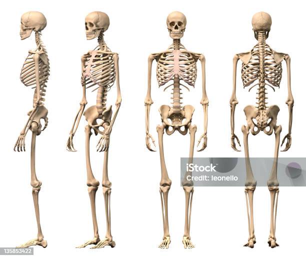 Male Human Skeleton Four Views Front Backside And Perspective Stock Photo - Download Image Now