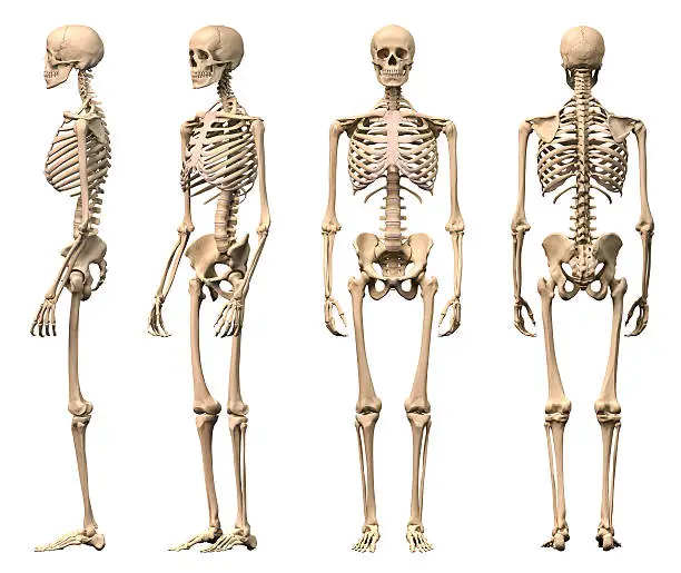 Photo of Male Human skeleton, four views, front, back,side and perspective.