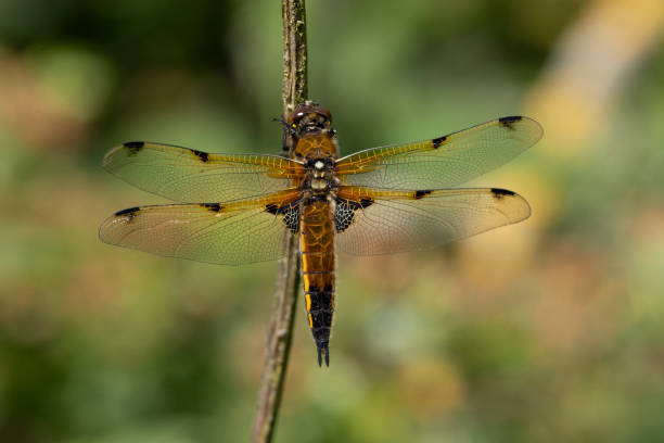 istock Four-spotted Chaser Dragonfly   Libellula quadrimaculata 1358534403