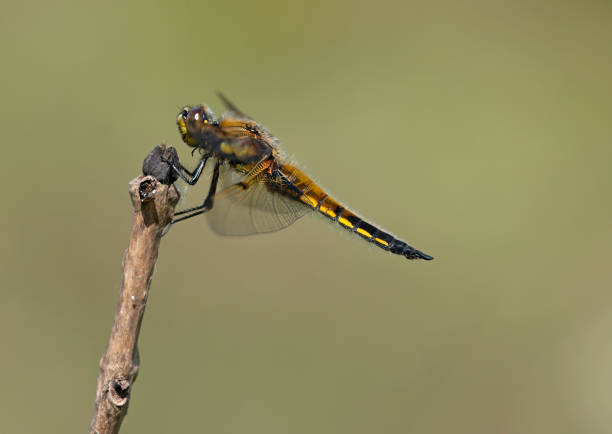 An image of a Four-spotted Chaser resting on a branch in sunlight with open wings