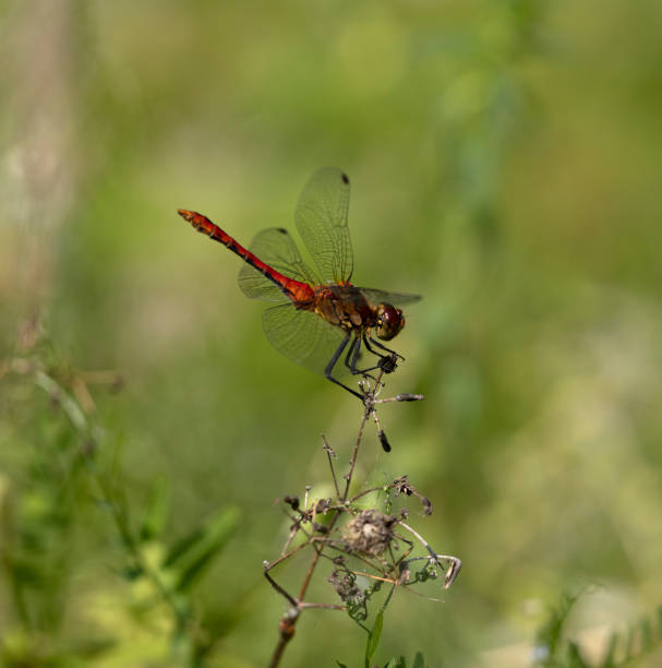 istock Ruddy Darter Dragonfly.  Sympetrum sanguine 1358535059