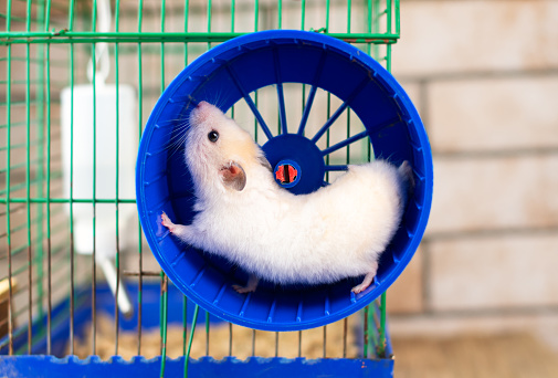 hamster running in the running wheel isolated on white backgroun