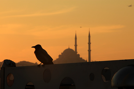 Bird and mosque silhouette of sunset