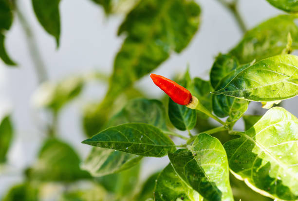 Fresh chili peppers on the branch