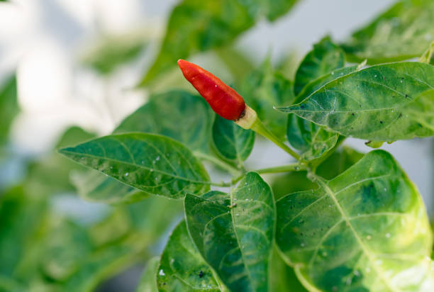 istock Fresh chili peppers on the branch 1358535364