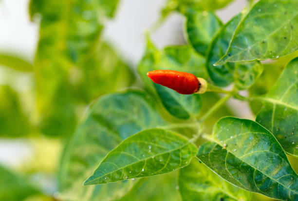 istock Fresh chili peppers on the branch 1358535365