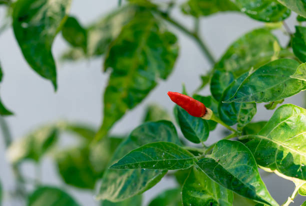 istock Fresh chili peppers on the branch 1358535382