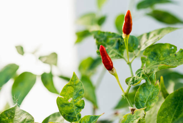 istock Fresh chili peppers on the branch 1358535397